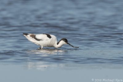 Avocet - Kluut