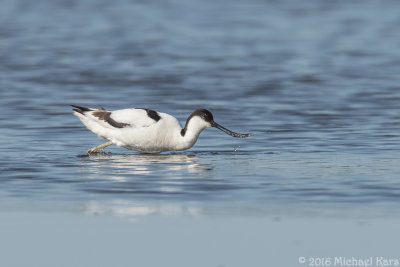 Avocet - Kluut