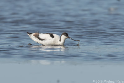 Avocet - Kluut