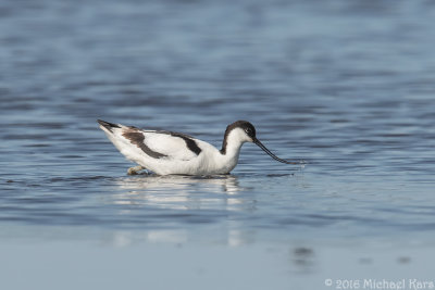 Avocet - Kluut