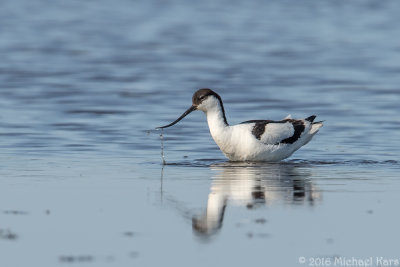 Avocet - Kluut