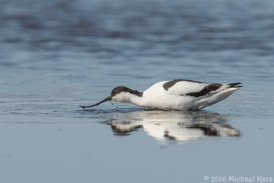 Avocet - Kluut