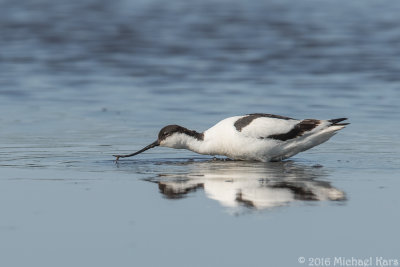 Avocet - Kluut