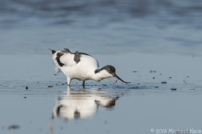 Avocet - Kluut
