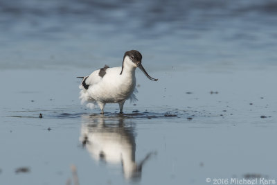 Avocet - Kluut