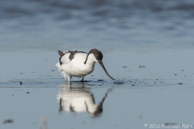 Avocet - Kluut