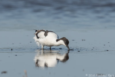 Avocet - Kluut