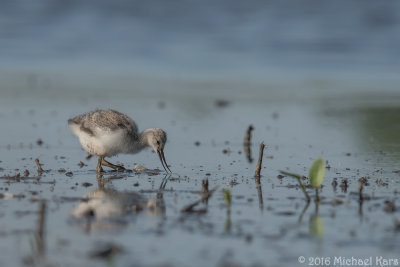 Avocet - Kluut