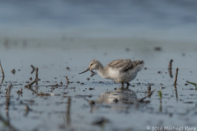 Avocet - Kluut