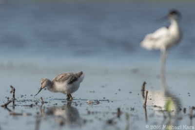 Avocet - Kluut