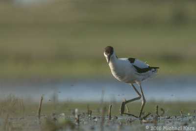 Avocet - Kluut