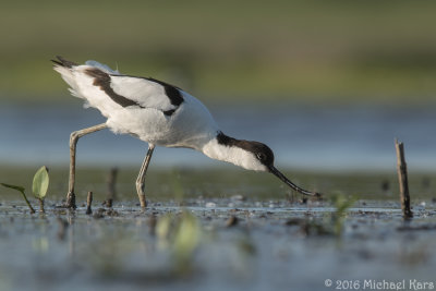 Avocet - Kluut