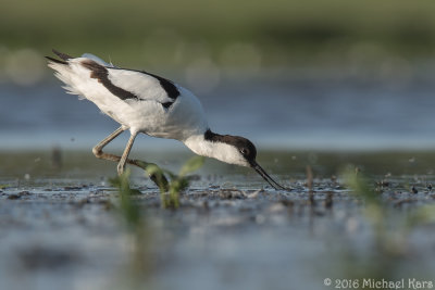 Avocet - Kluut