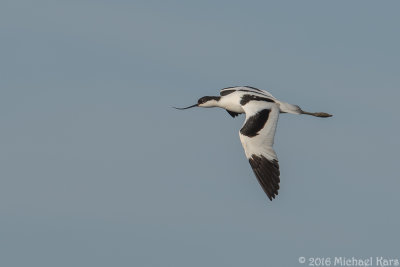 Avocet - Kluut