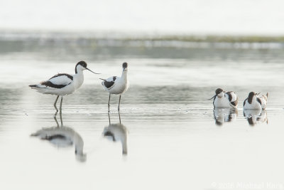 Avocet - Kluut