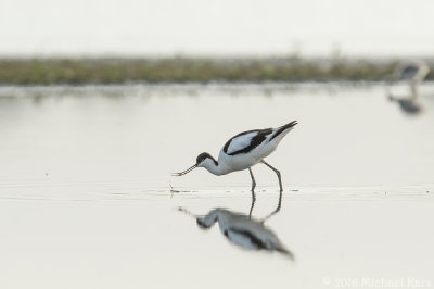 Avocet - Kluut
