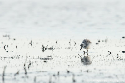 Avocet - Kluut