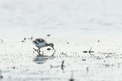 Avocet - Kluut