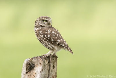Little Owl - Steenuil