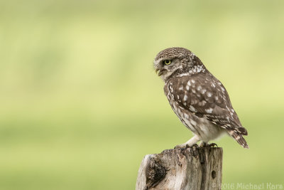 Little Owl - Steenuil