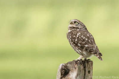 Little Owl - Steenuil