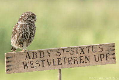 Little Owl - Steenuil