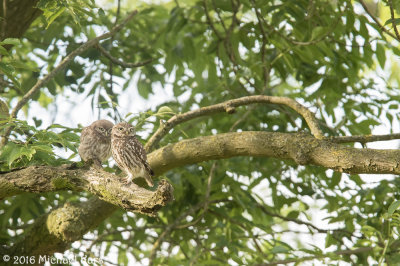 Little Owl - Steenuil