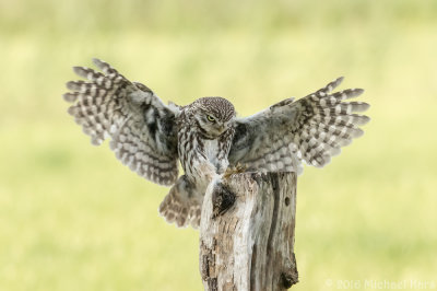 Little Owl - Steenuil