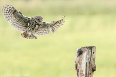 Little Owl - Steenuil