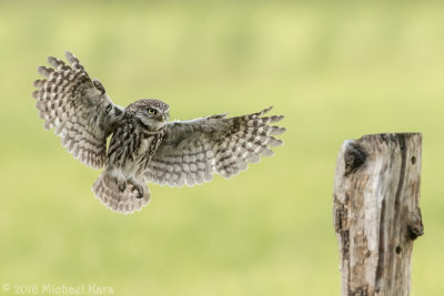 Little Owl - Steenuil