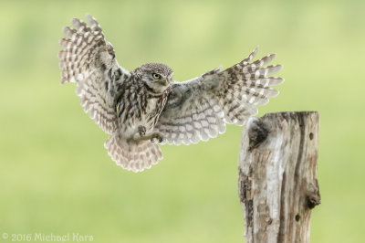 Little Owl - Steenuil