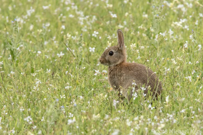 Rabbit - Konijn