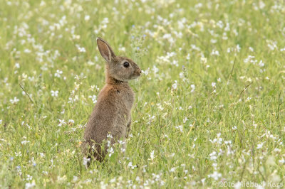 konijn - rabbit