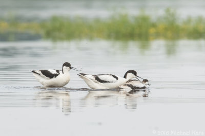 Avocet - Kluut