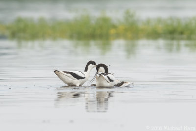Avocet - Kluut