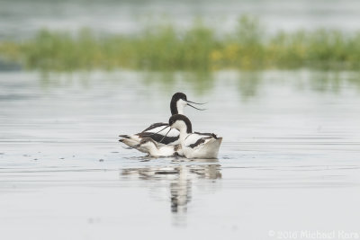 Avocet - Kluut