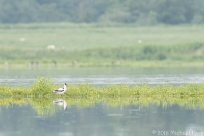 Avocet - Kluut