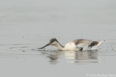Avocet - Kluut