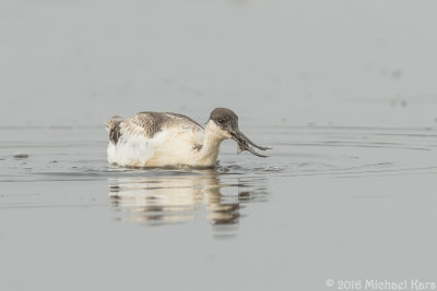 Avocet - Kluut