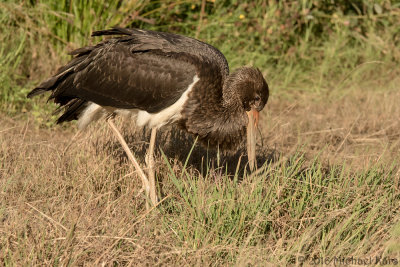 Black Stork - Zwarte Ooievaar - Ciconia nigra