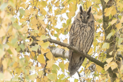 Long-eared Owl - Ransuil