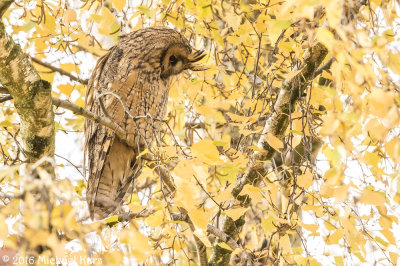 Long-eared Owl - Ransuil