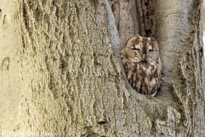 Tawny Owl - Bosuil