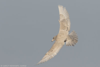 Glaucous Gull - Grote Burgemeester