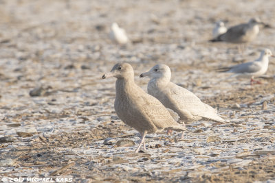 Glaucous Gull - Grote Burgemeester