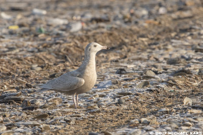 Glaucous Gull - Grote Burgemeester