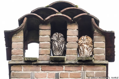 Tawny Owl - Bosuil