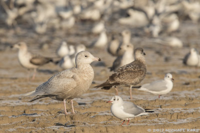 Glaucous Gull - Grote Burgemeester