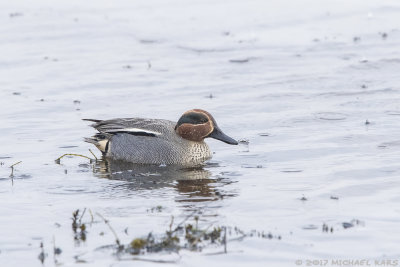 Eurasian teal - Wintertaling