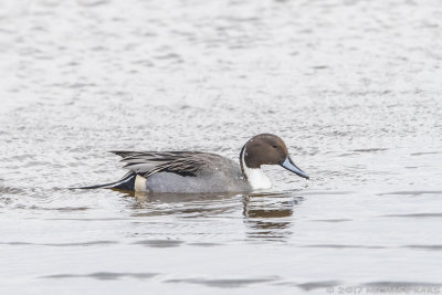 Northern pintail - Pijlstaart